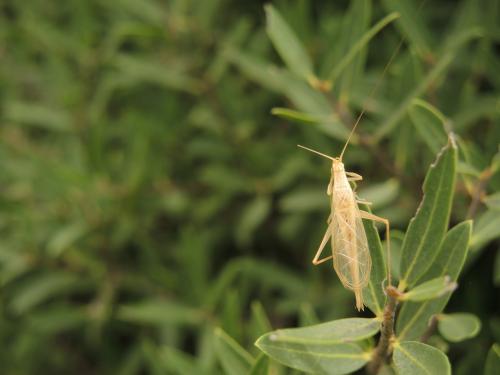 Réf. 286 045 : Oecanthus dulcisonans
